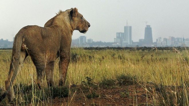 Лев на фоне городской застройки Найроби