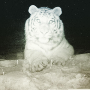 Тигриное селфи в заповеднике Земля Леопарда